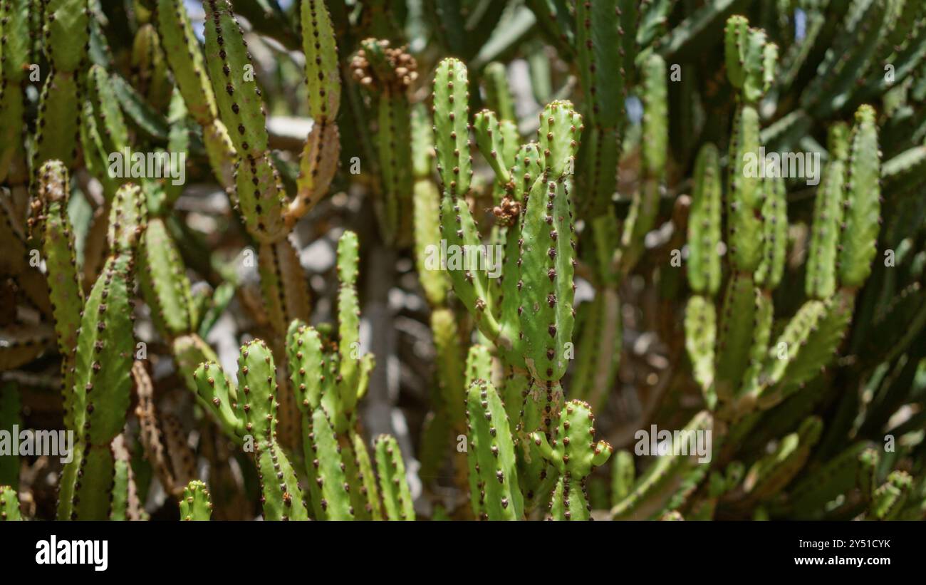 La densa euphorbia canariensis, nota anche come spurge delle isole canarie, prospera alla luce del giorno in un giardino di cactus a lanzarote, nelle isole canarie Foto Stock