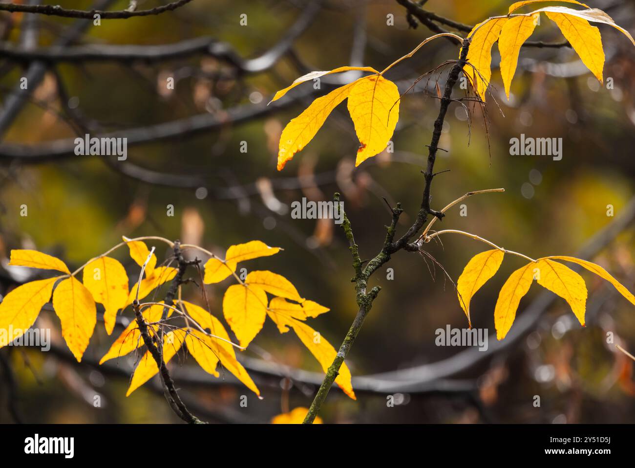 Le foglie di frassino giallo sono su sfondo autunnale sfocato, foto ravvicinata con messa a fuoco selettiva. Foto naturale della stagione autunnale Foto Stock