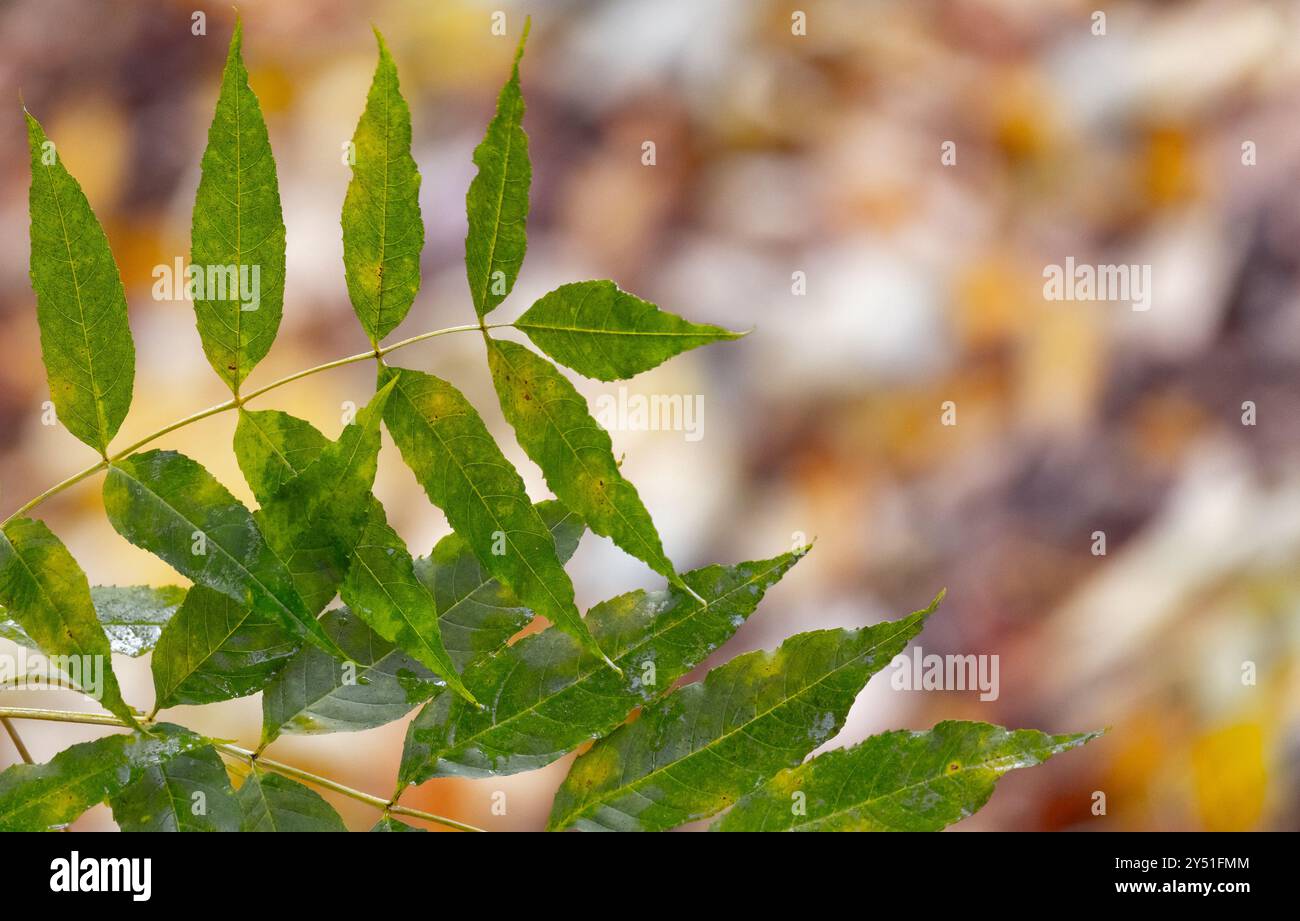 Le foglie di frassino verde sono su sfondo autunnale sfocato, foto ravvicinata con messa a fuoco selettiva. Foto naturale della stagione autunnale Foto Stock