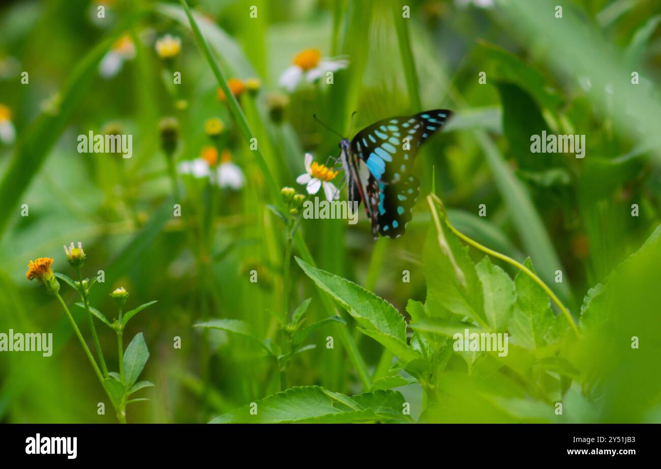 Sfocati sulla bellissima farfalla Graphium Doson Foto Stock