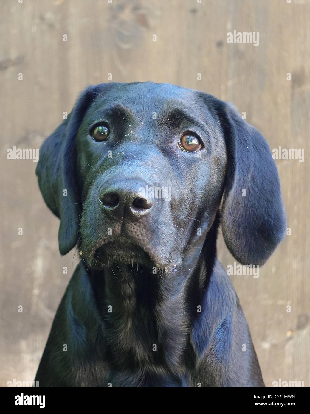 Ritratto cane, Labrador Retriever Foto Stock