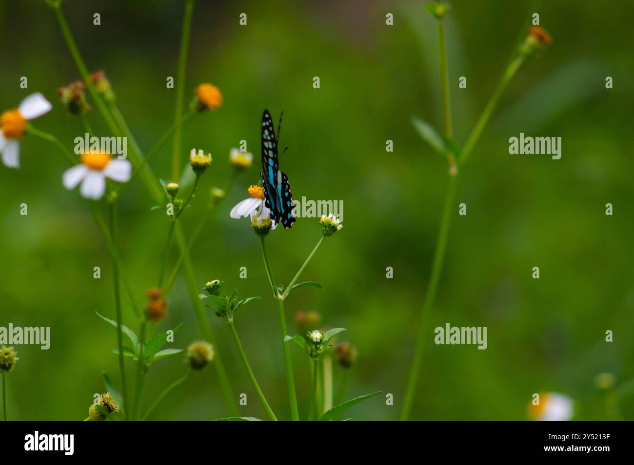 Sfocati sulla bellissima farfalla Graphium Doson Foto Stock