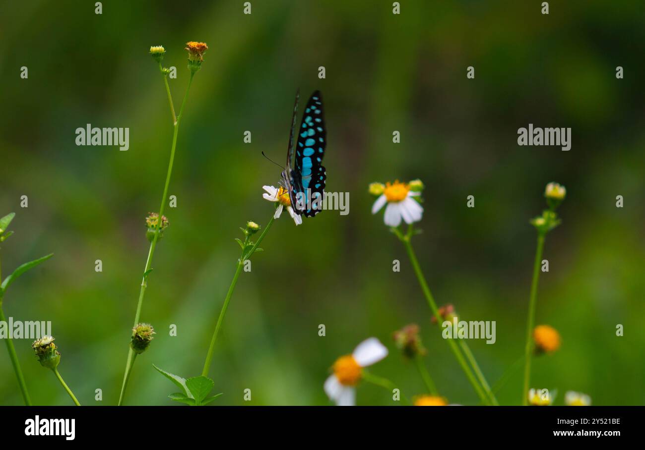 Sfocati sulla bellissima farfalla Graphium Doson Foto Stock