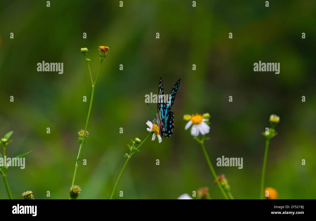 Sfocati sulla bellissima farfalla Graphium Doson Foto Stock