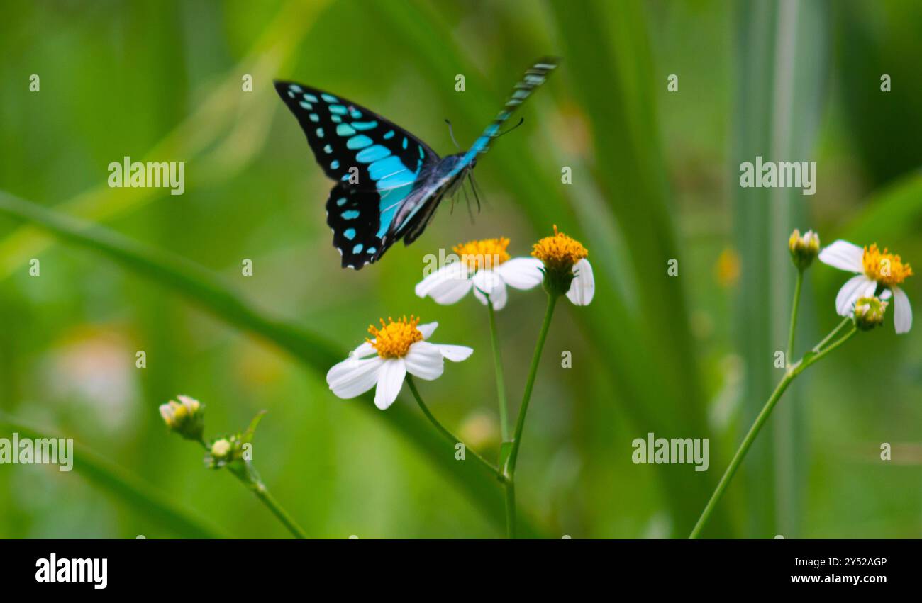 Sfocati sulla bellissima farfalla Graphium Doson Foto Stock
