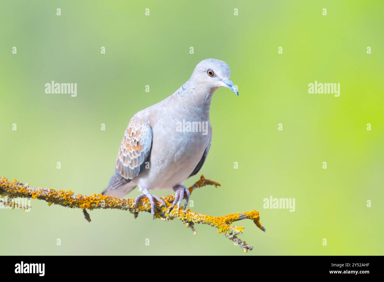 Tortora orientale, Streptopelia orientalis. specie columbiforme Foto Stock