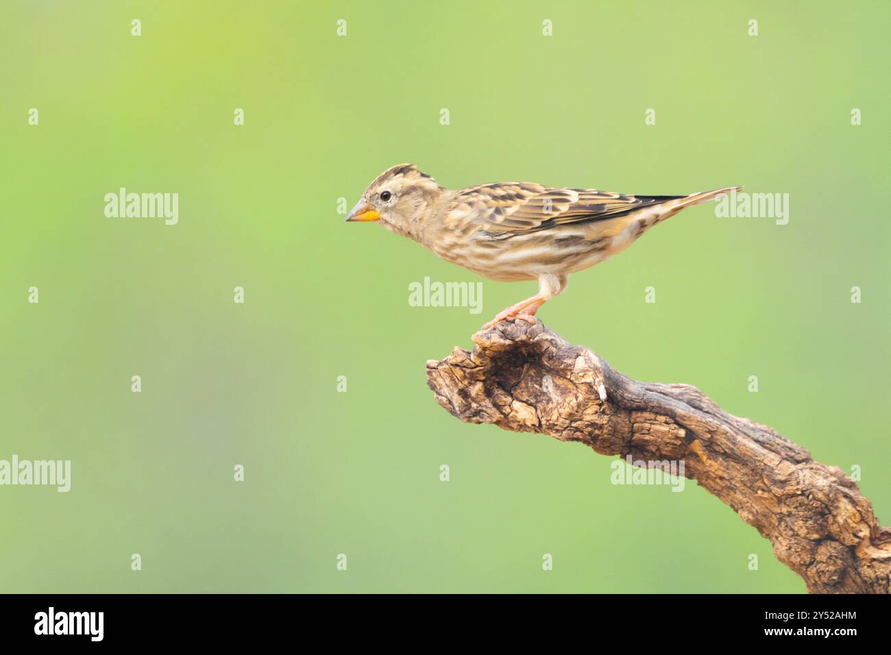 Specie di uccelli del passero di roccia, Petronia petronia su un ramo d'albero Foto Stock