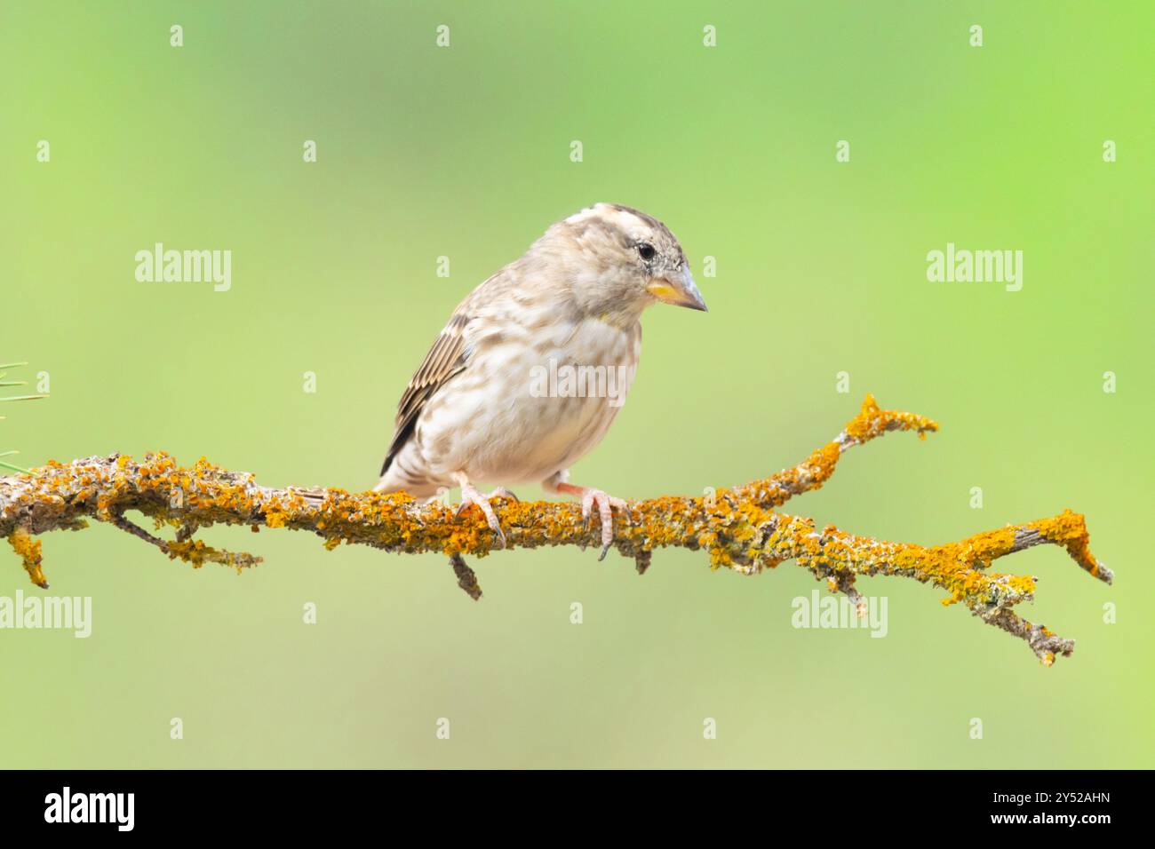 Specie di uccelli del passero di roccia, Petronia petronia su un ramo d'albero Foto Stock