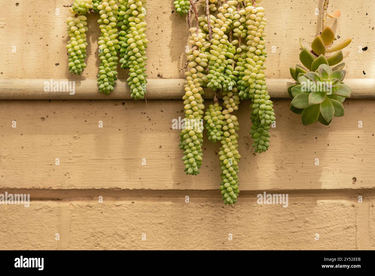 Primo piano di succulente appese verdi contro una parete testurizzata beige Foto Stock