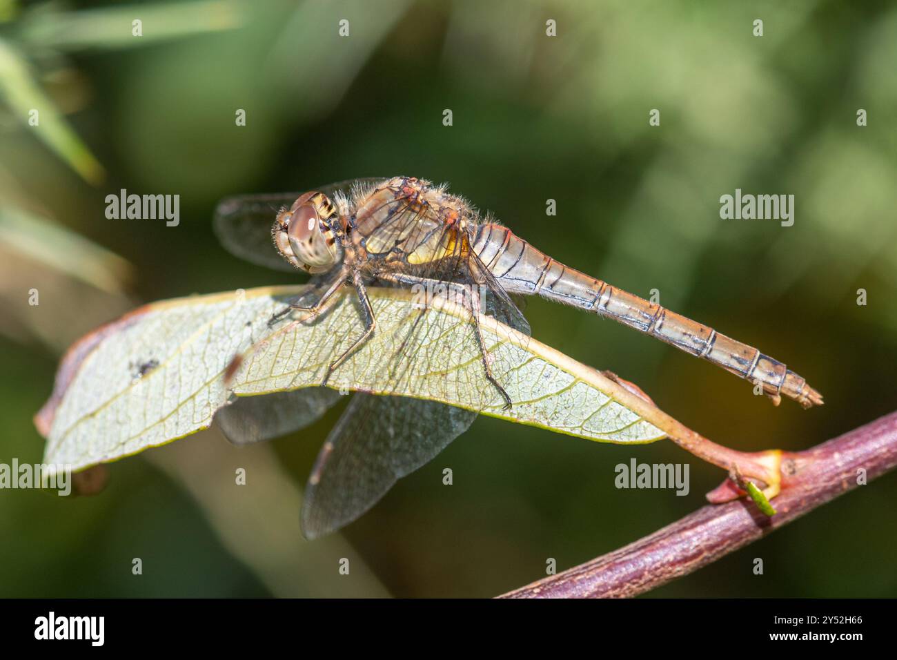 Common darter dragonfly (Sympetrum striolatum) femmina, Regno Unito Foto Stock