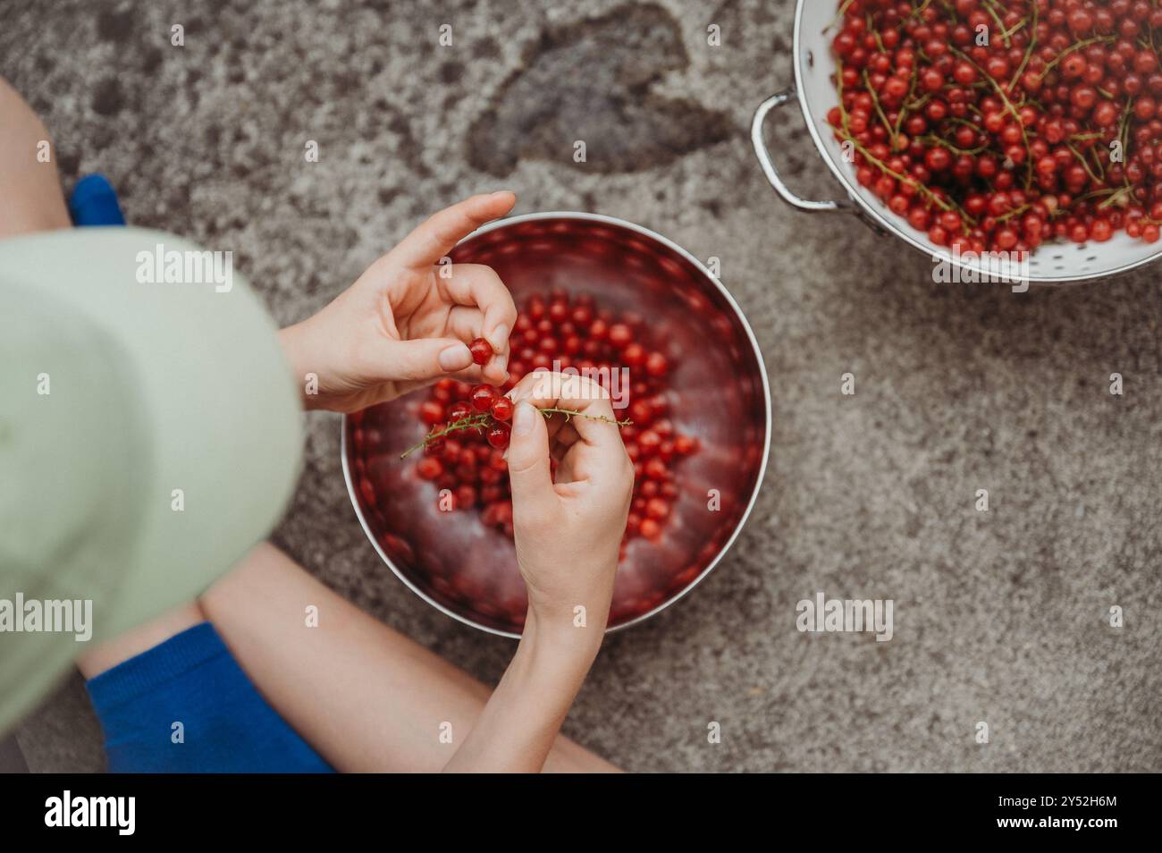 Ragazzo che raccoglie ribes rossi con le mani, smistando le bacche in un recipiente di metallo. Foto Stock