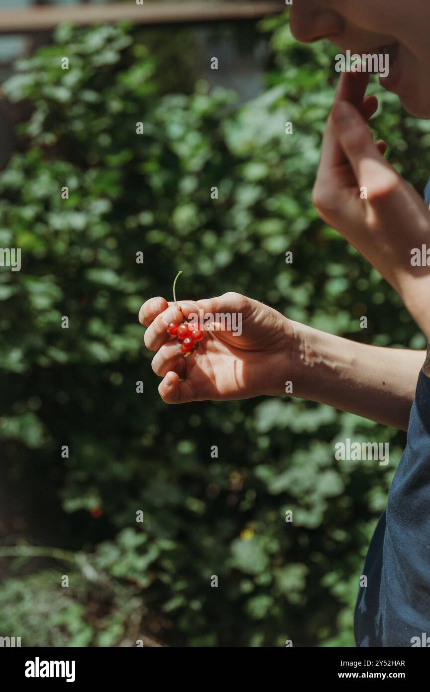 Ragazzo che raccoglie e mangia ribes rossi con le mani, in giardino Foto Stock