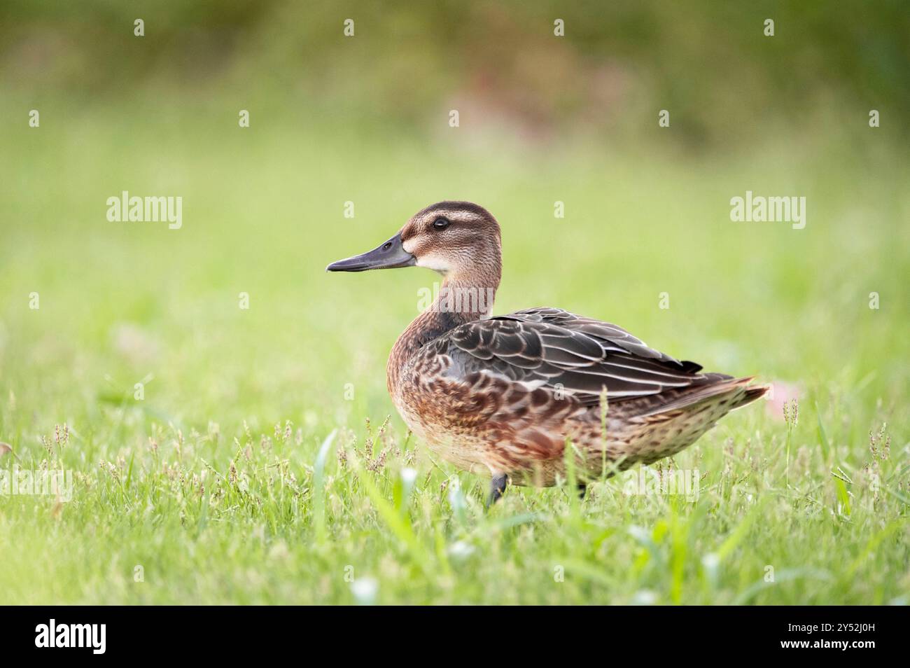 L'anatra perfiuta (lat. Mareca strepera) è una specie della famiglia delle anatre Foto Stock