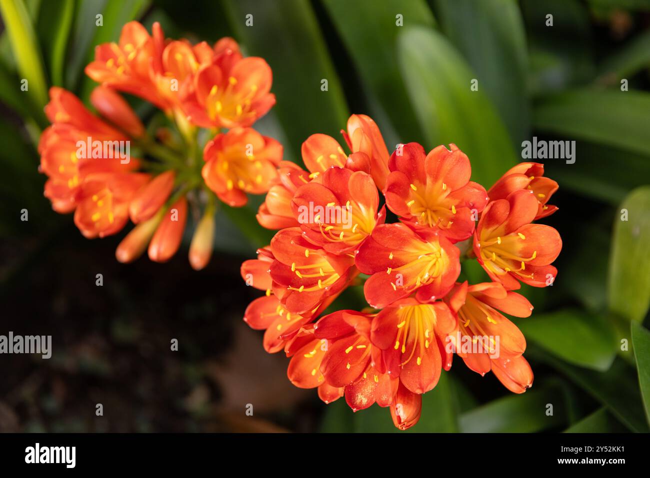 Fiori di clivia arancione brillante che fioriscono contro foglie verdi Foto Stock