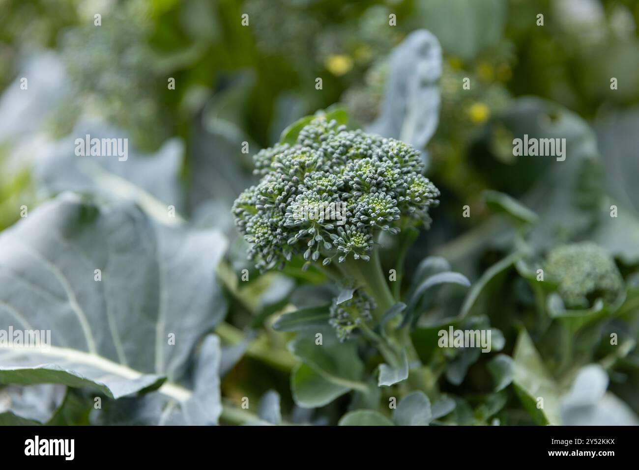 Pianta verde di broccoli con fiori visibili in un giardino urbano Foto Stock