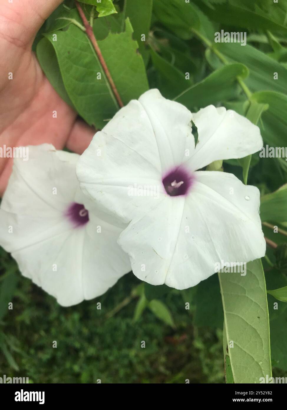 Vite di patata selvatica (Ipomoea pandurata) Plantae Foto Stock