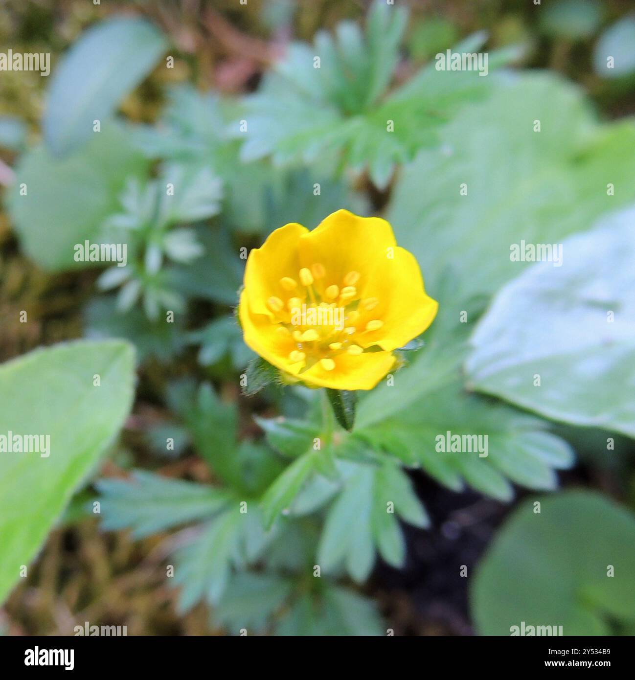 Cinquefoil alpino (Potentilla crantzii) Plantae Foto Stock