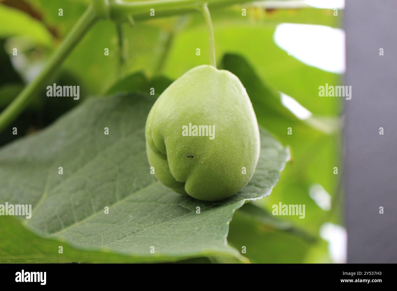 Chayote (Sicyos edulis) Plantae Foto Stock