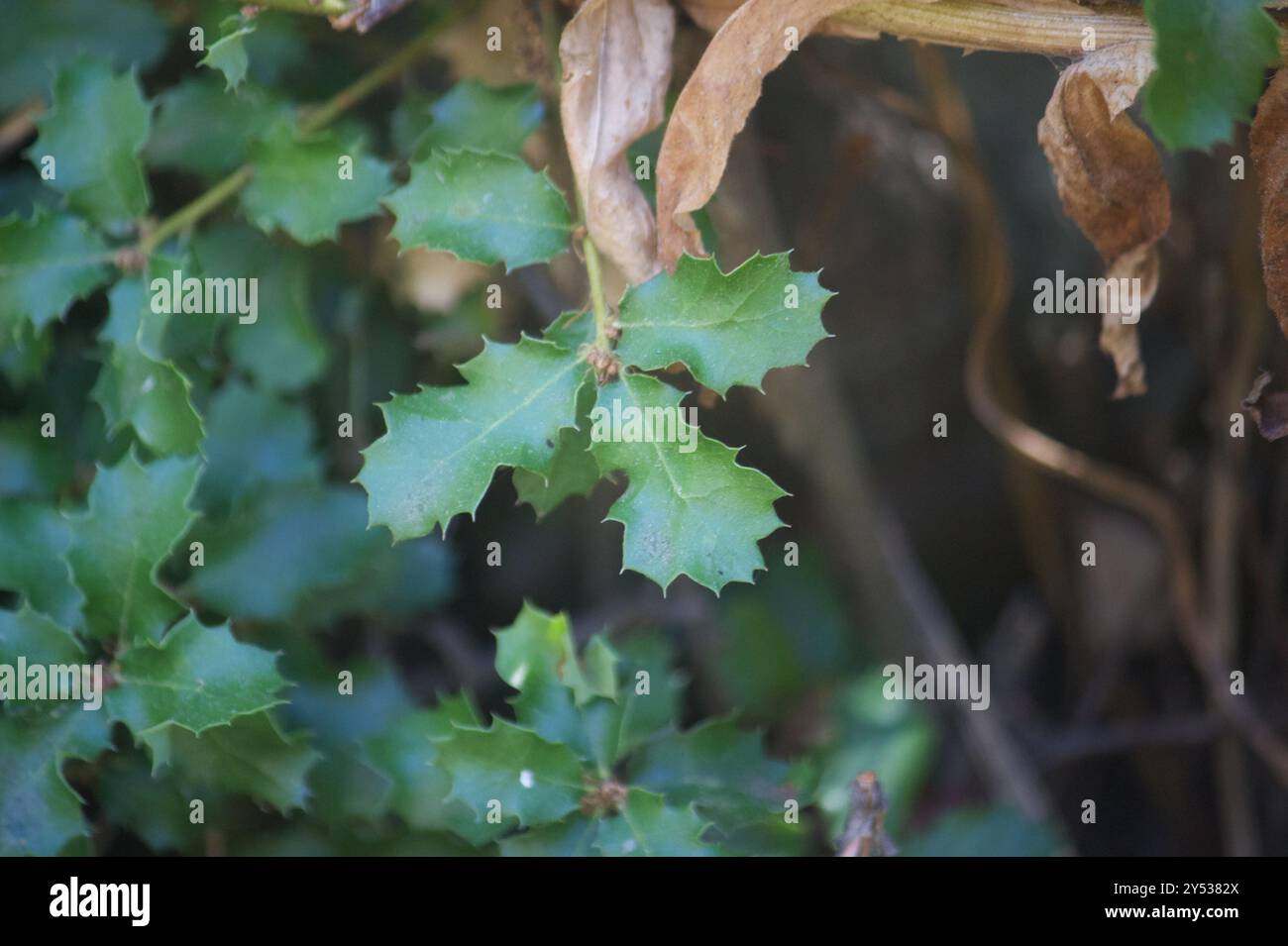 Quercia della California (Quercus berberidifolia) Plantae Foto Stock