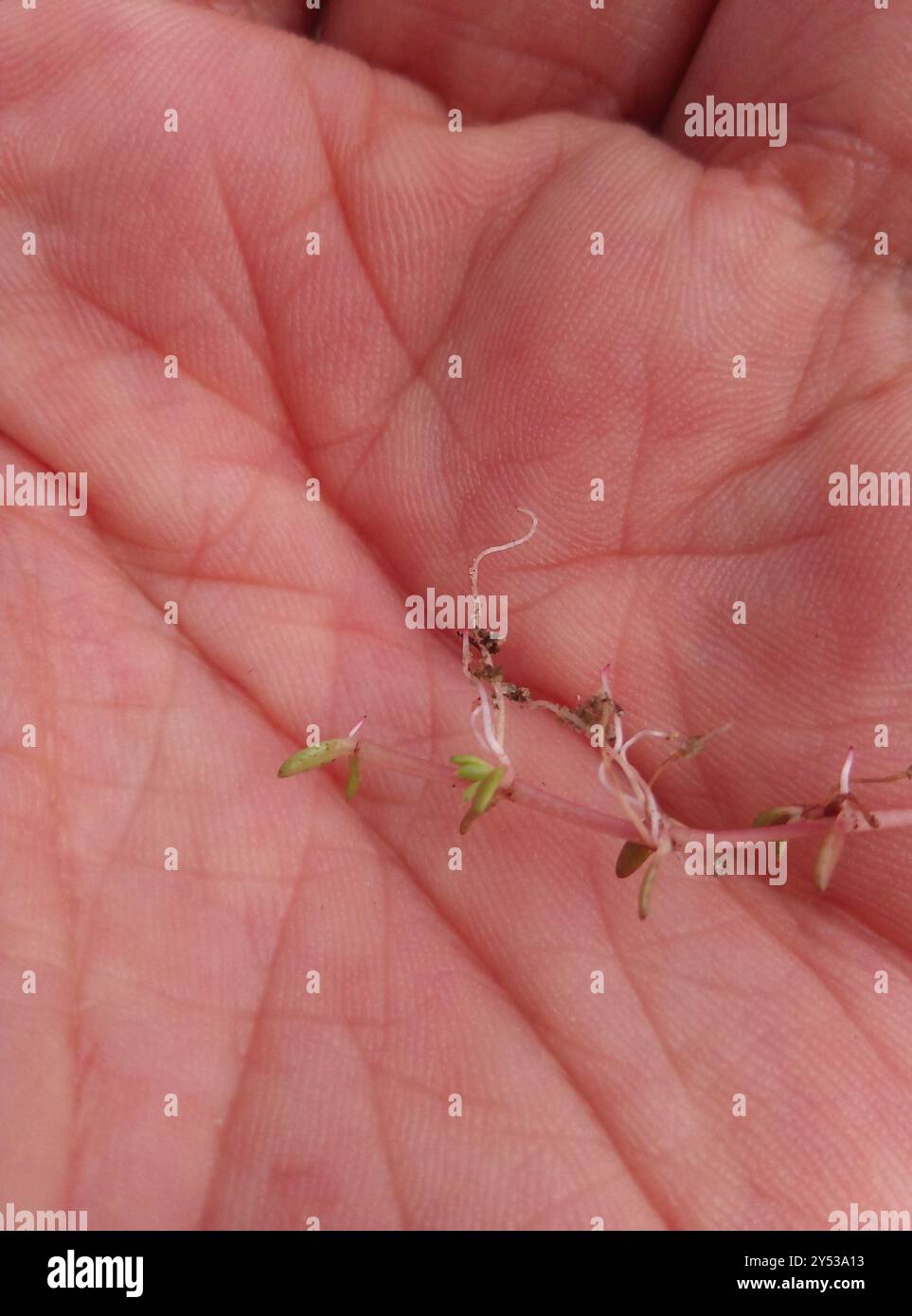 Nuova Zelanda pygmyweed (Crassula helmsii) Plantae Foto Stock