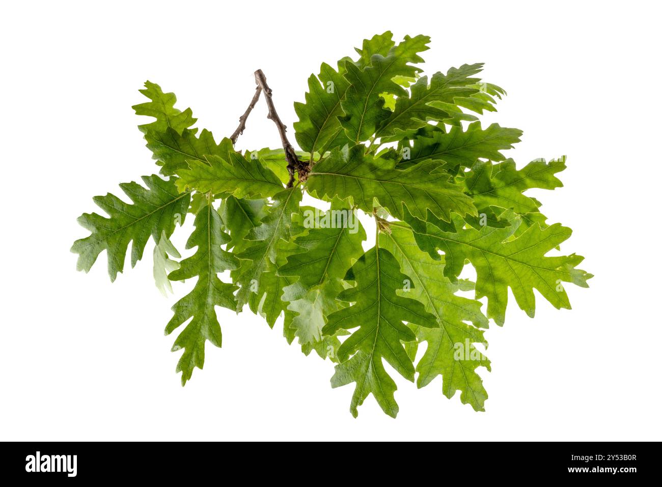 Ciuffo di foglie di quercia isolato su bianco con percorso di ritaglio incluso, adatto come risorsa grafica Foto Stock