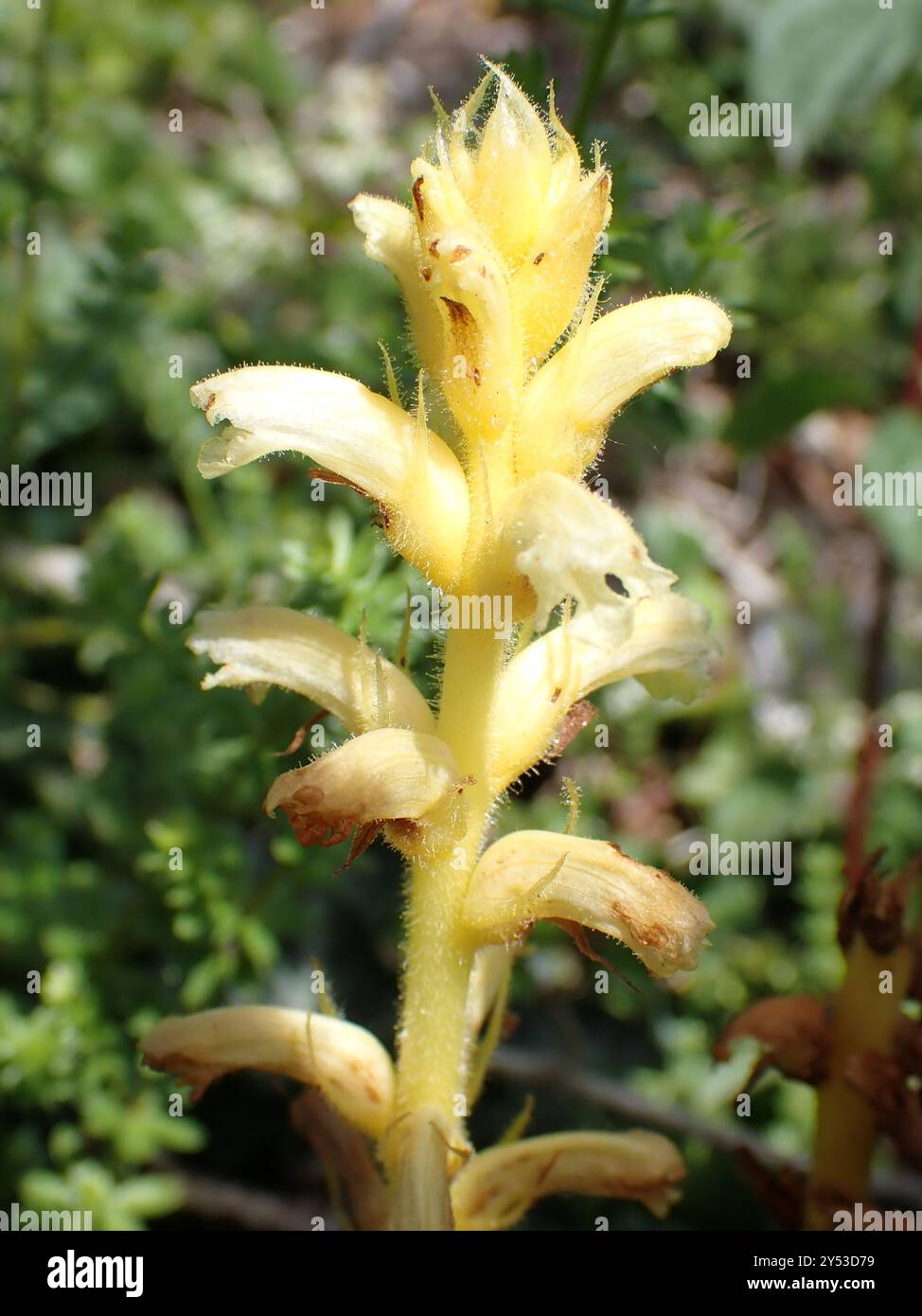 Broomrape d'edera (Orobanche hederae) Plantae Foto Stock