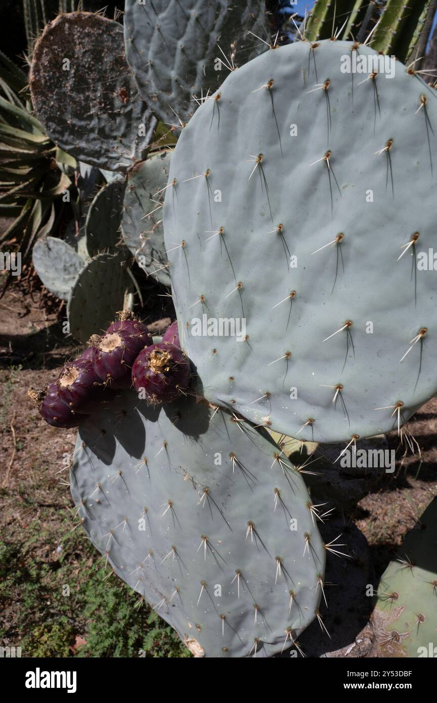 Perpignan, Francia. Cactus nel parco Square Bir-Hakeim Foto Stock
