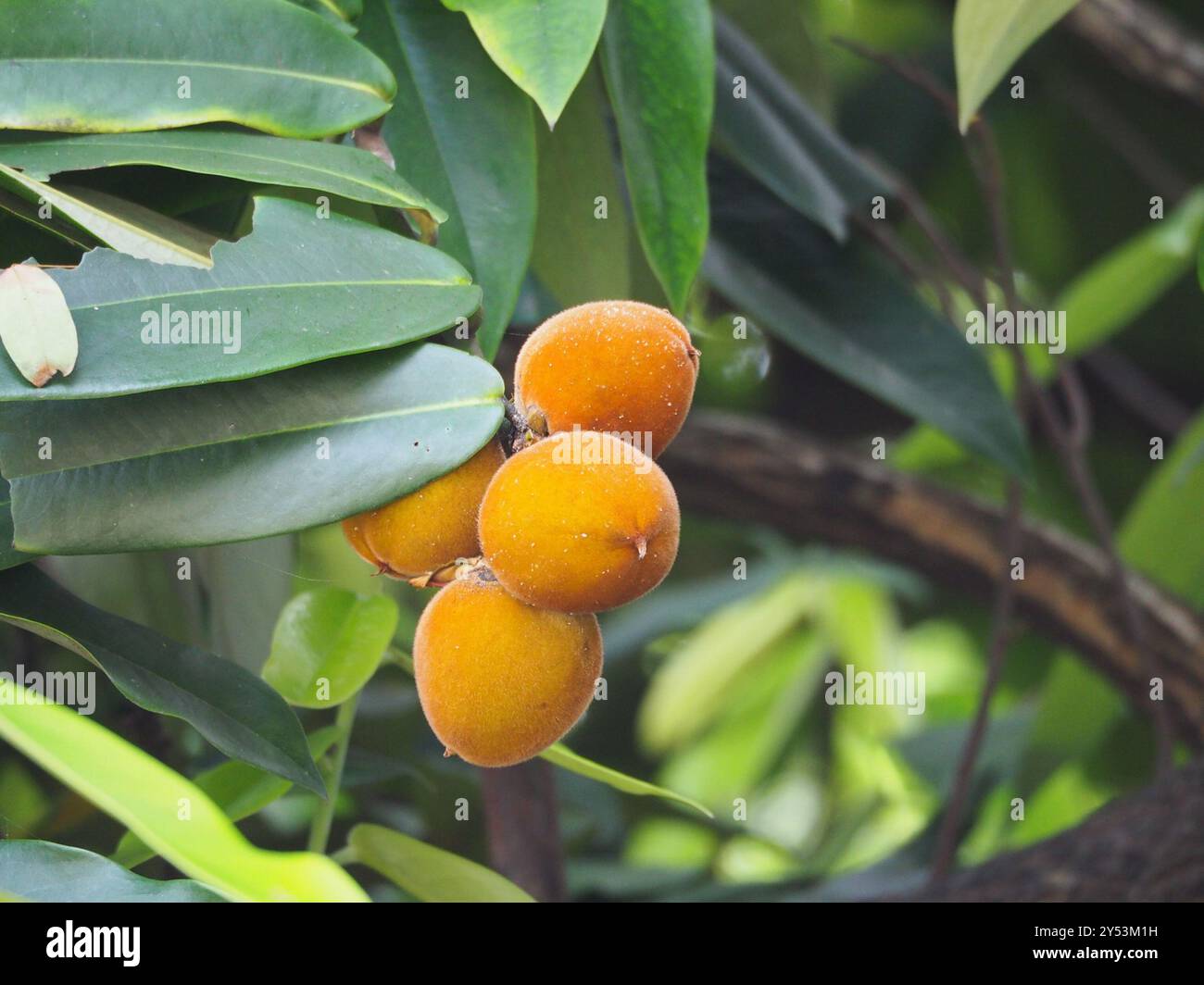 Burro di frutta (Diospyros blancoi) Plantae Foto Stock