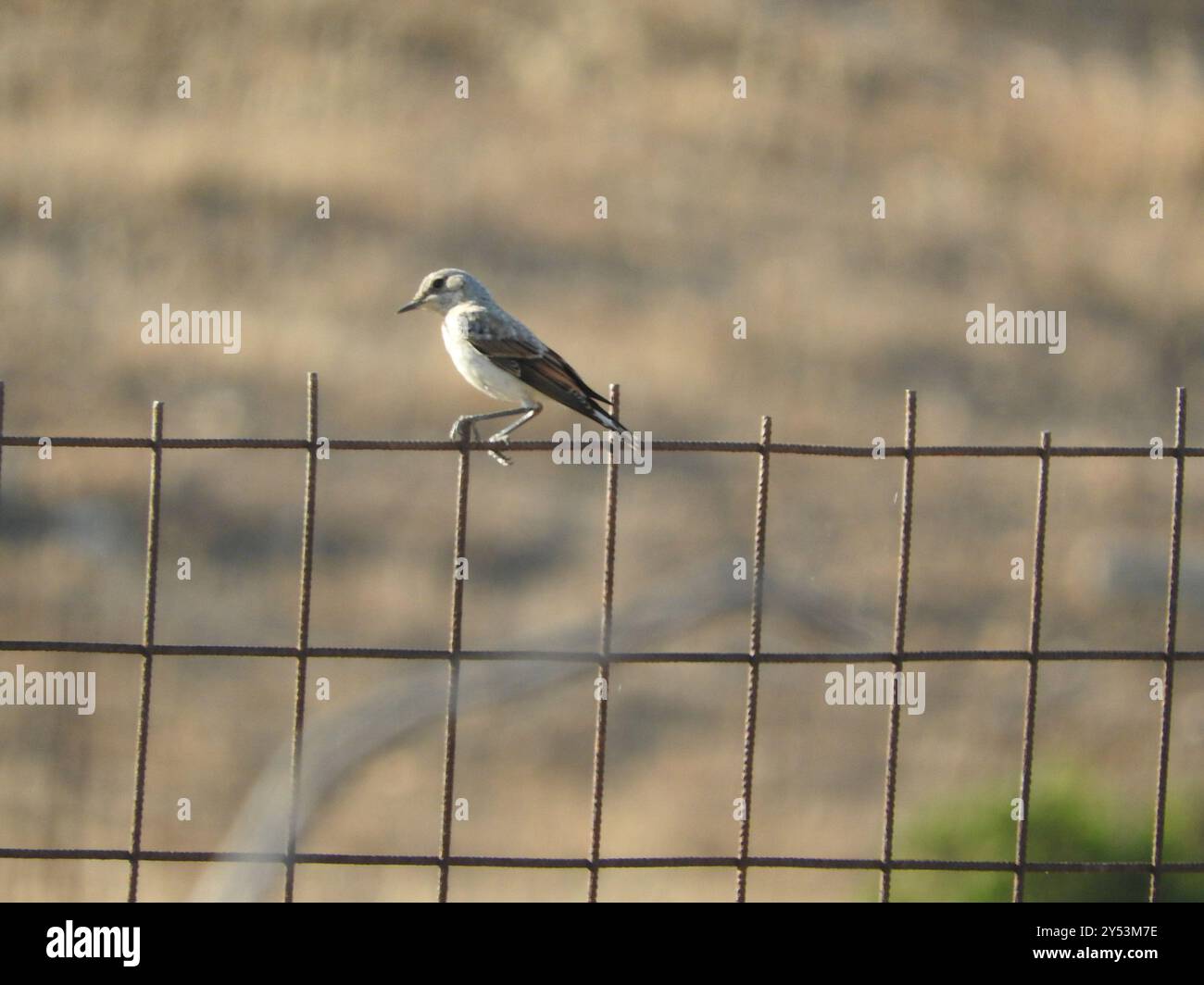 Eastern Black-eared Wheatear (Oenanthe melanoleuca) Aves Foto Stock