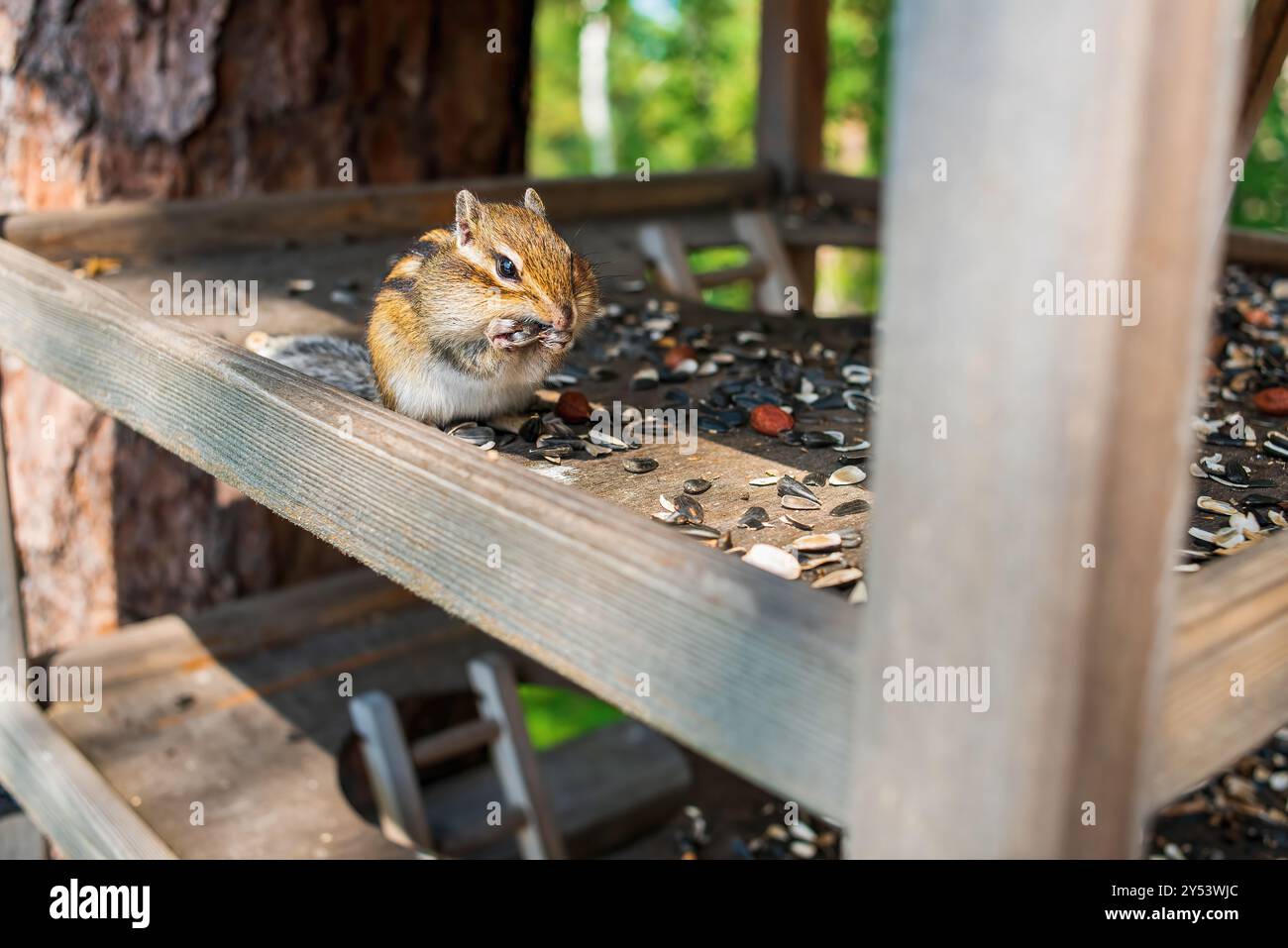 Сute Chipmunk siberiano (Eutamias sibiricus) mangiando semi di girasole e noci da un alimentatore nel parco forestale Foto Stock