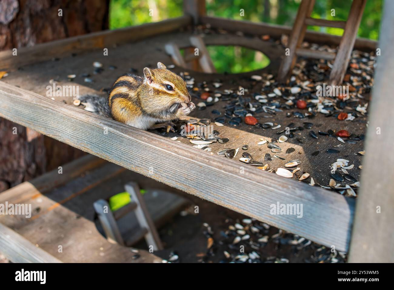 Сute Chipmunk siberiano (Eutamias sibiricus) mangiando semi di girasole e noci da un alimentatore nel parco forestale Foto Stock