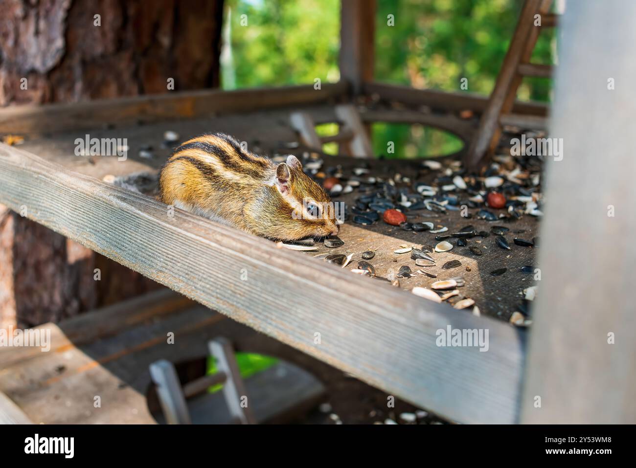Сute Chipmunk siberiano (Eutamias sibiricus) mangiando semi di girasole e noci da un alimentatore nel parco forestale Foto Stock
