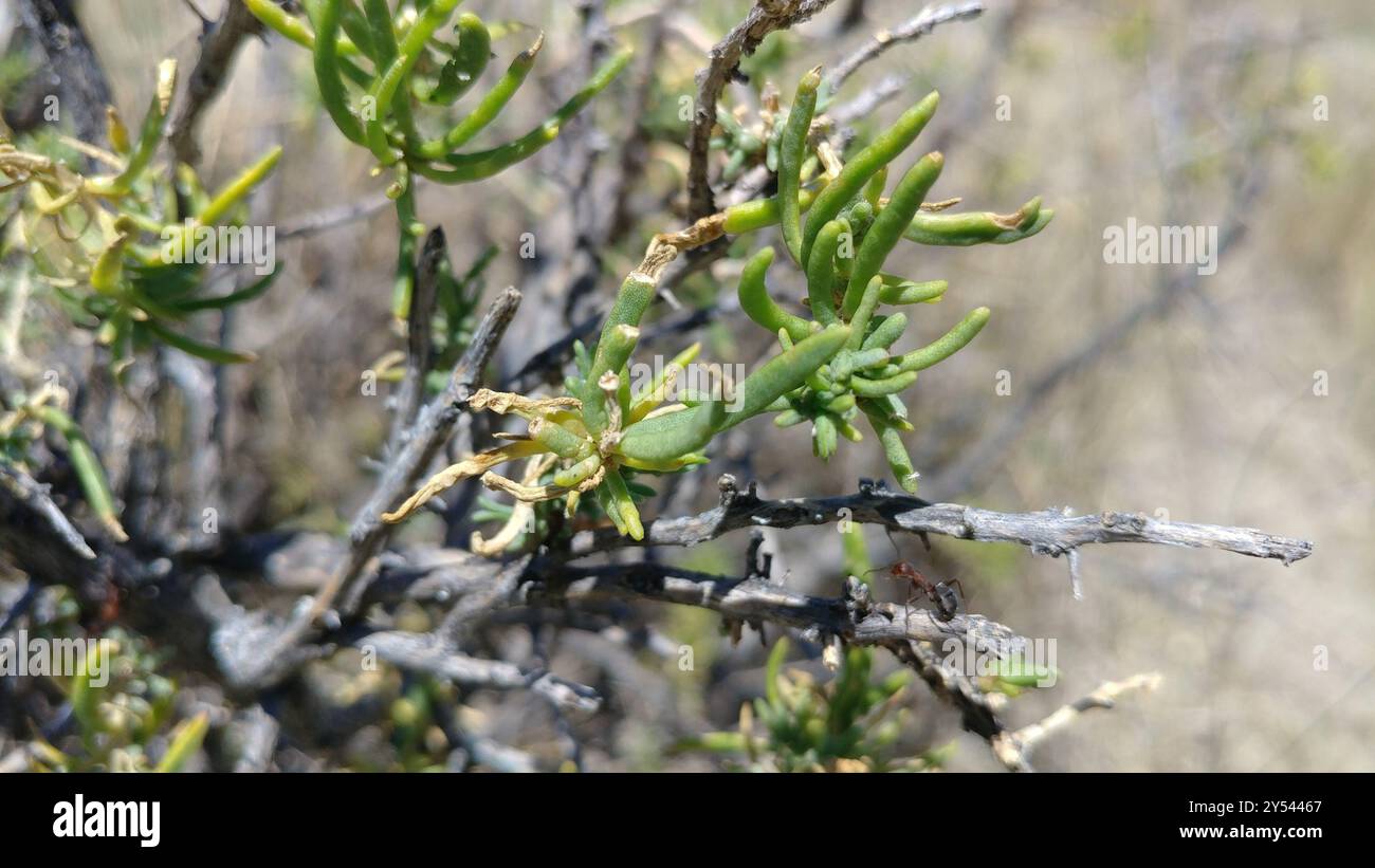 Greasewood (Sarcobatus vermiculatus) Plantae Foto Stock