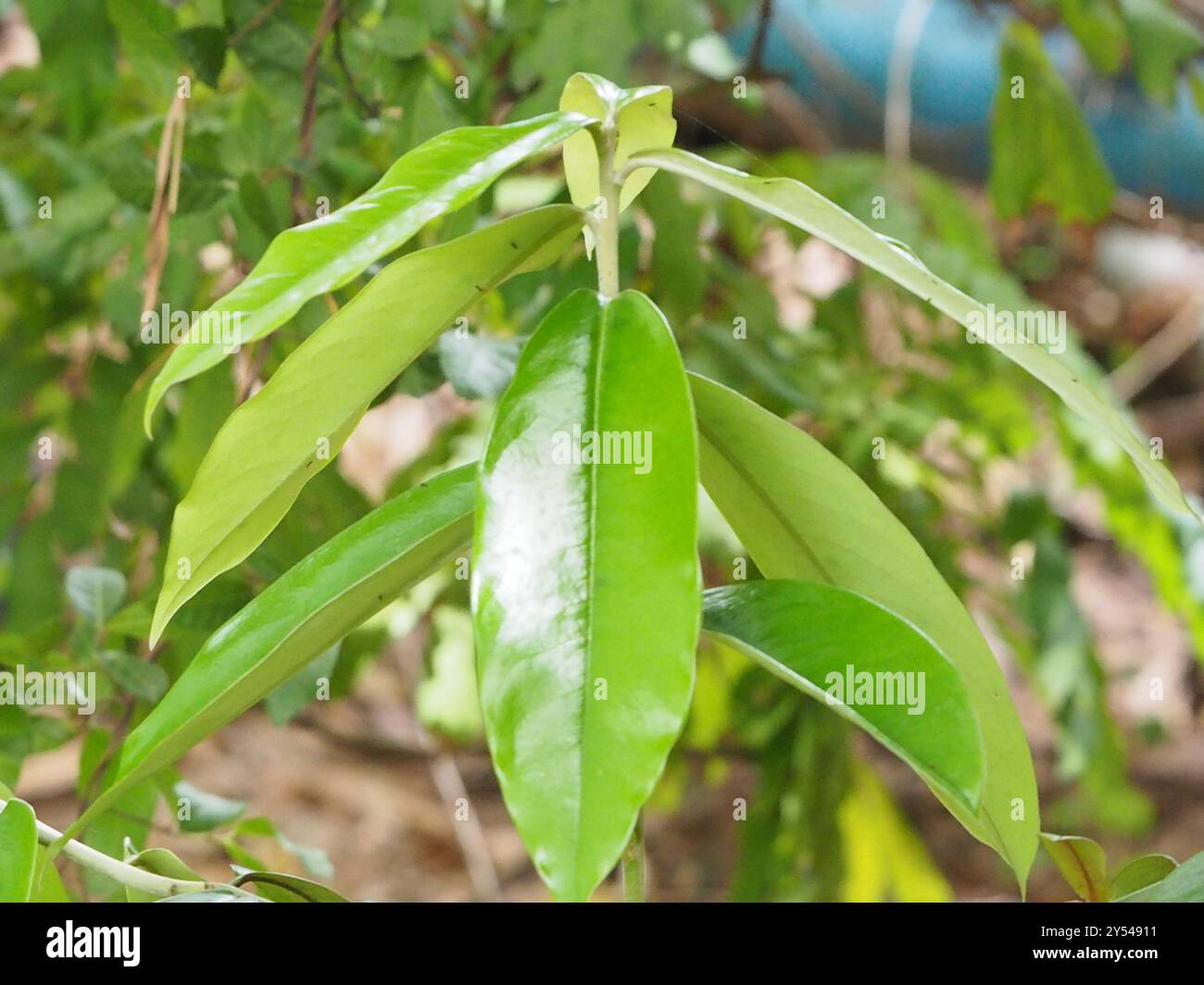 Burro di frutta (Diospyros blancoi) Plantae Foto Stock