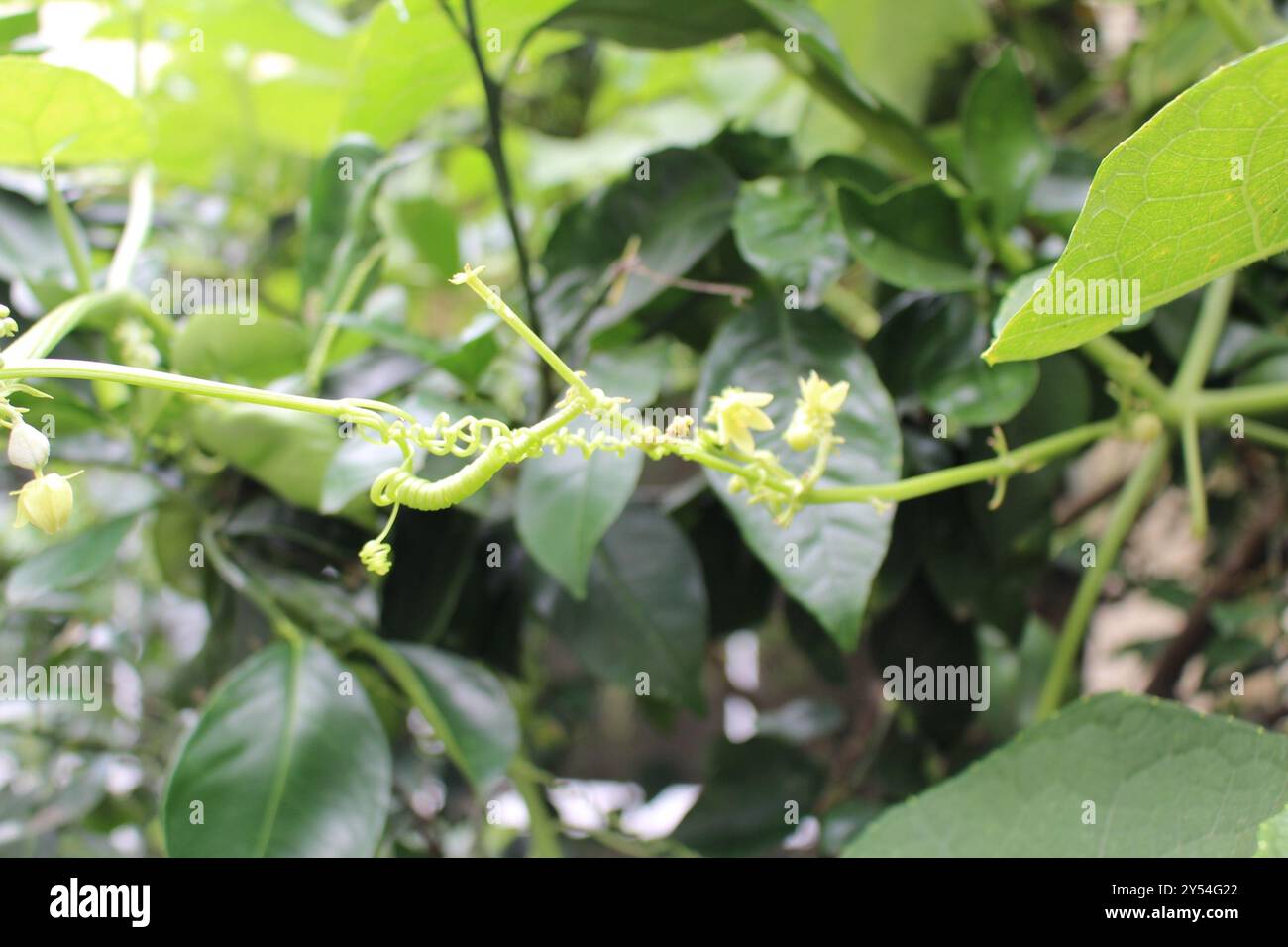 Chayote (Sicyos edulis) Plantae Foto Stock