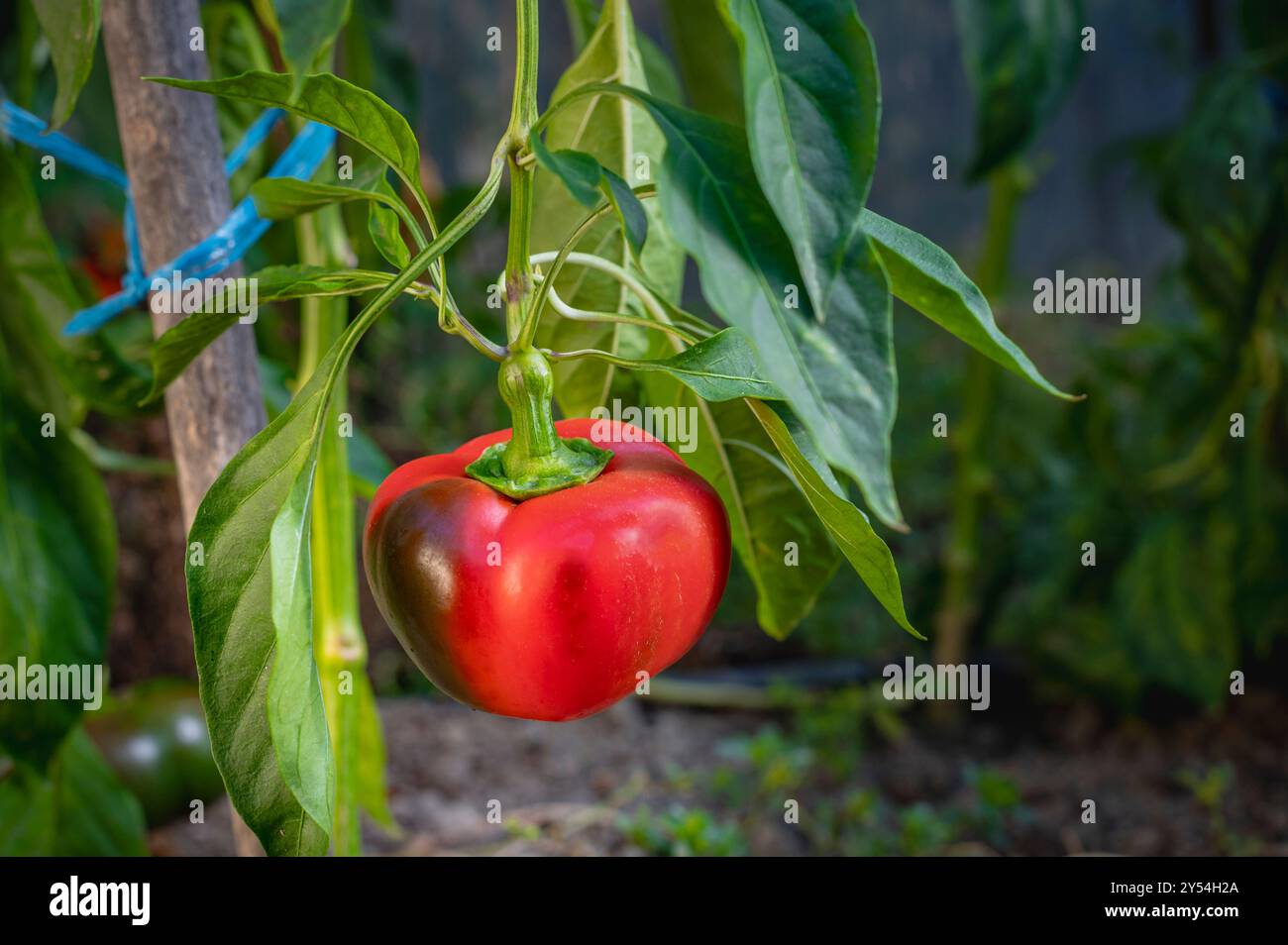 Primo piano di un peperone rosso maturo appeso a una vite. Il pepe ha un colore rosso vivace con una leggera sfumatura verso il gambo. Foto Stock