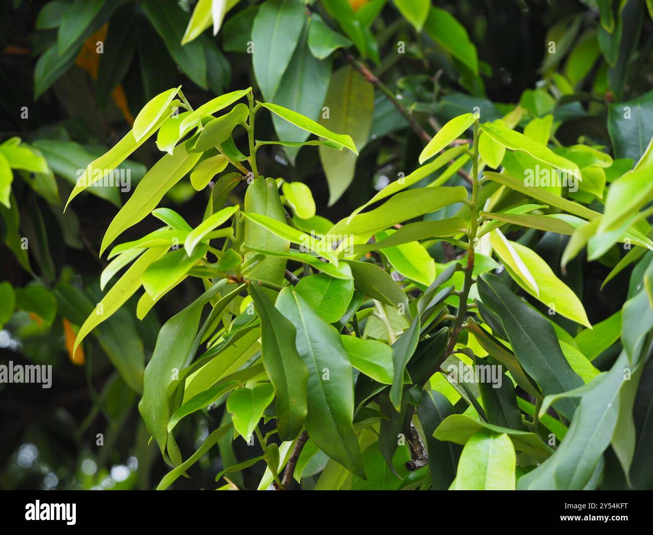 Burro di frutta (Diospyros blancoi) Plantae Foto Stock