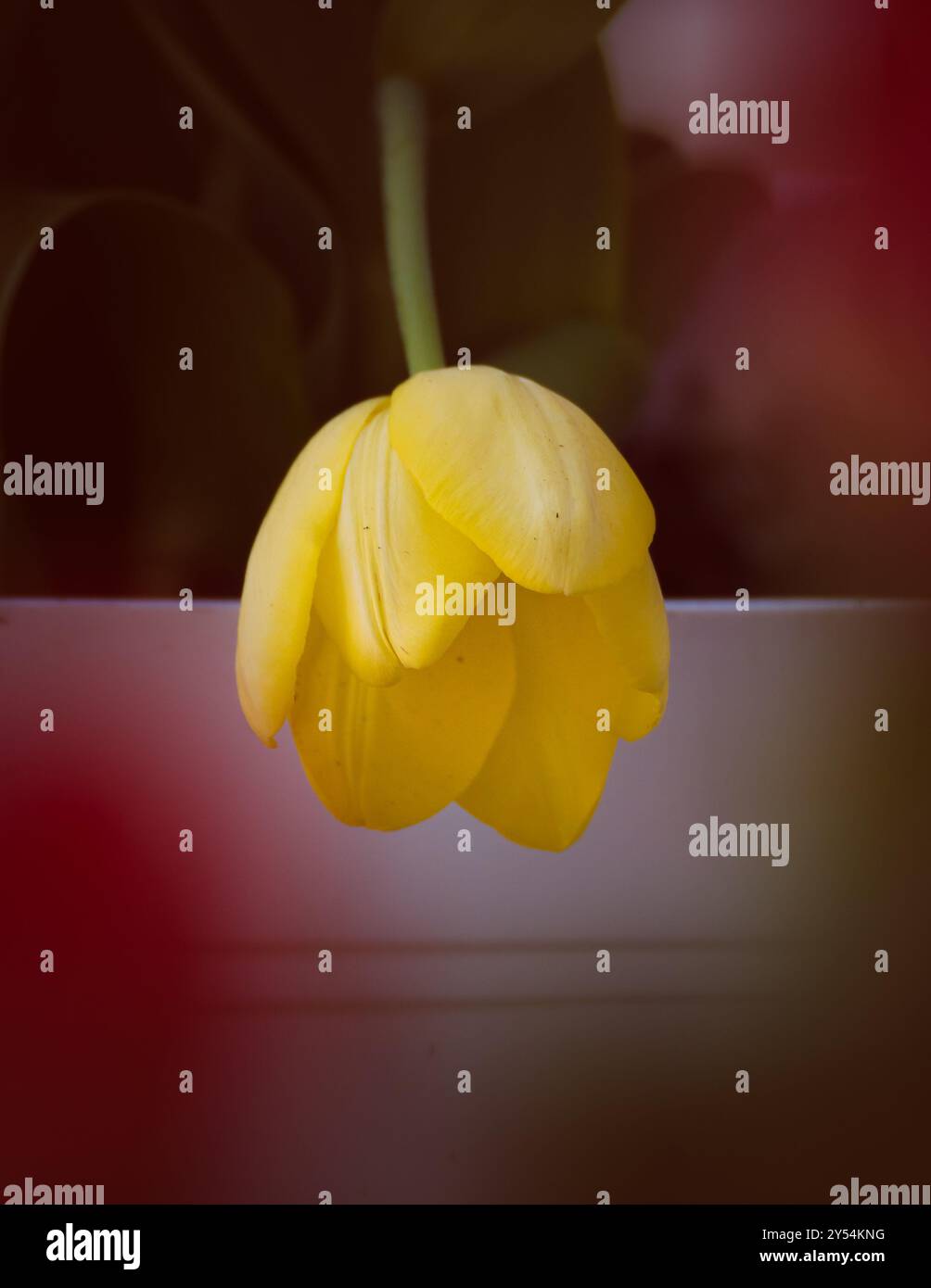 semplice fiore giallo in vaso sul portico anteriore della casa Foto Stock