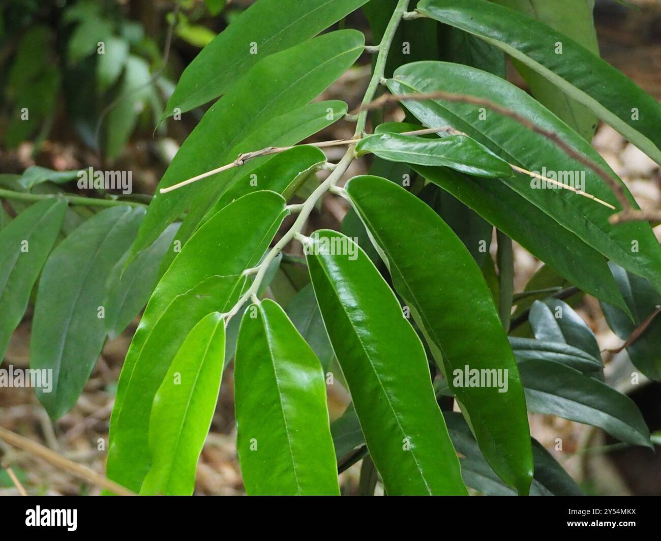 Burro di frutta (Diospyros blancoi) Plantae Foto Stock