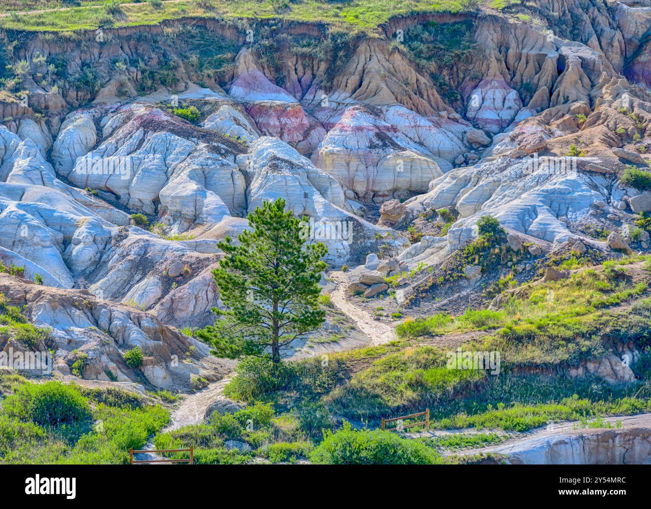 Sentinel Tree osserva le argille colorate del Paint Mines Interpretive Park, Calhan, Colorado. Foto Stock