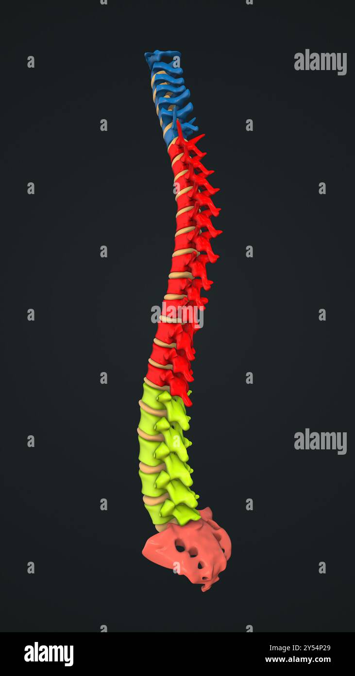 Anatomia della colonna vertebrale umana con ciascuna vertebra evidenziata Foto Stock