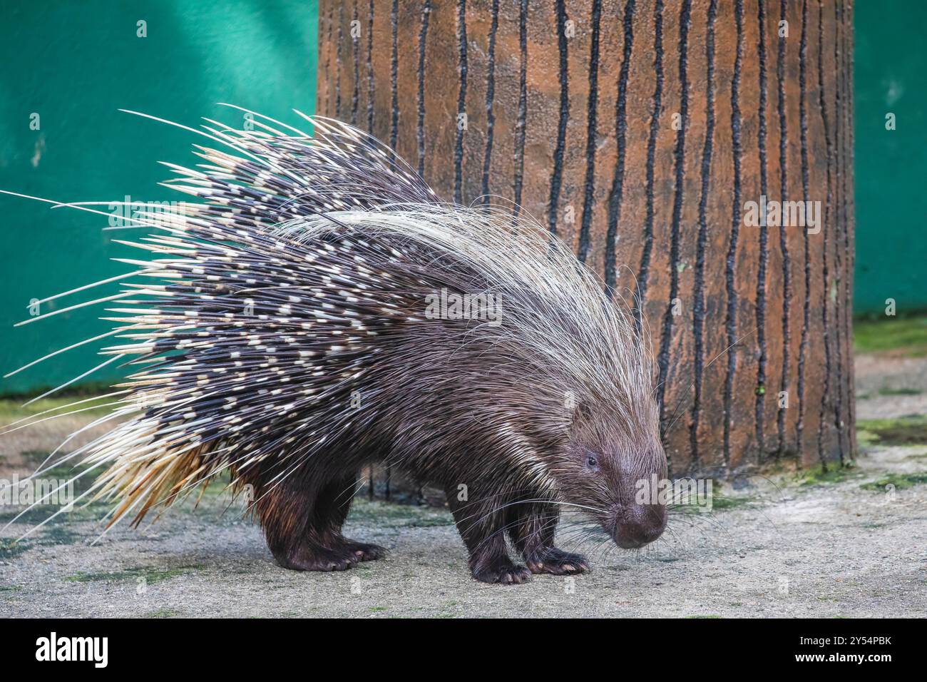 L'istrice crestato (Hystrix cristata) è una specie di roditore della famiglia Hystricidae originaria dell'Italia, del Nord Africa e dell'Africa sub-sahariana. Foto Stock