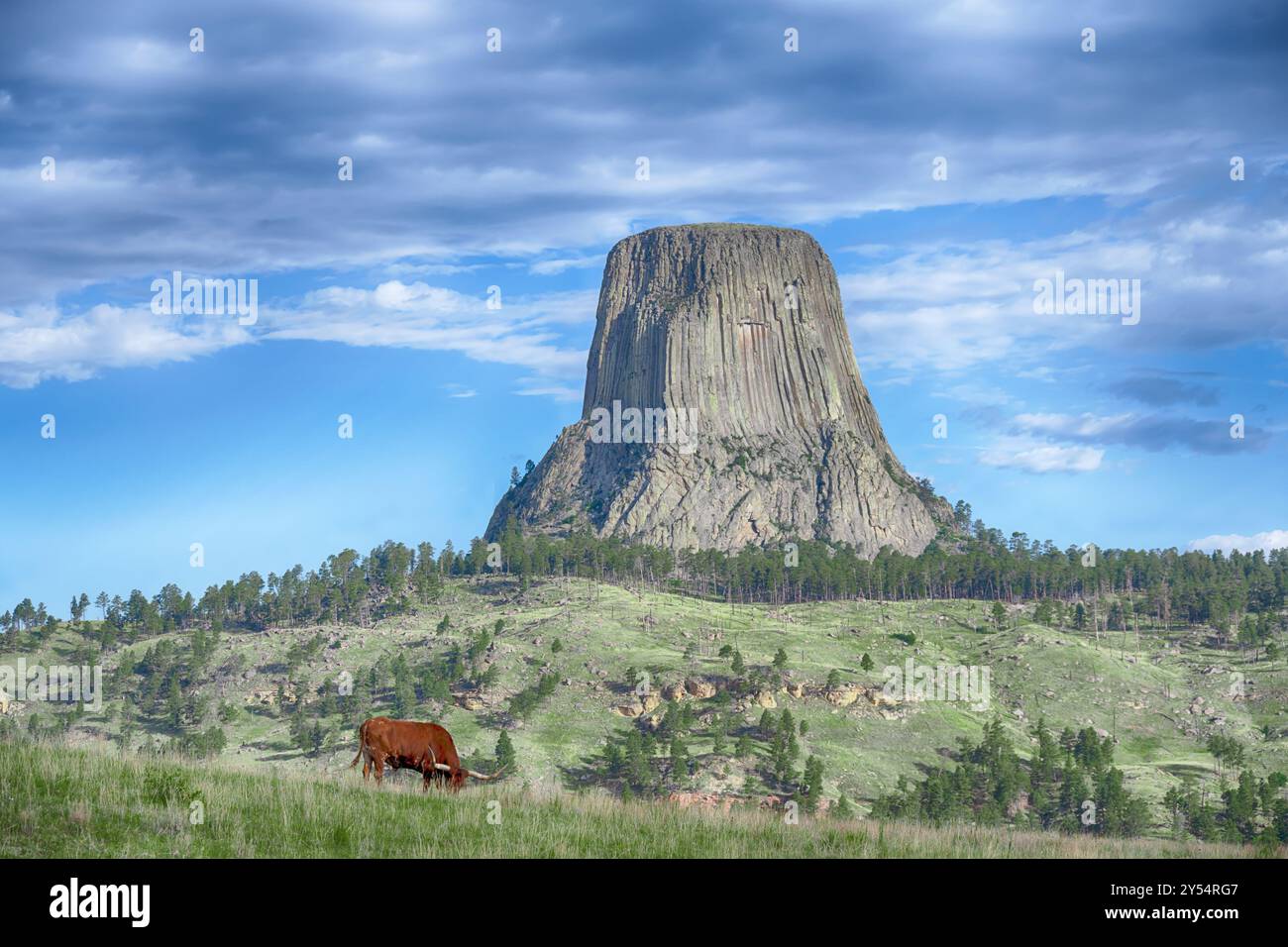 Longhorn Steer pascolerà vicino all'imponente Devils Tower National Monument, vicino a Hulett, Wyoming. Foto Stock