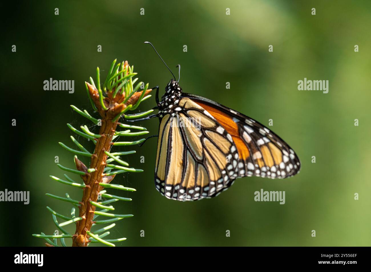 Monarch Butterfly riposa sul ramo Pine Tree la mattina presto, riscaldando le ali. Foto Stock