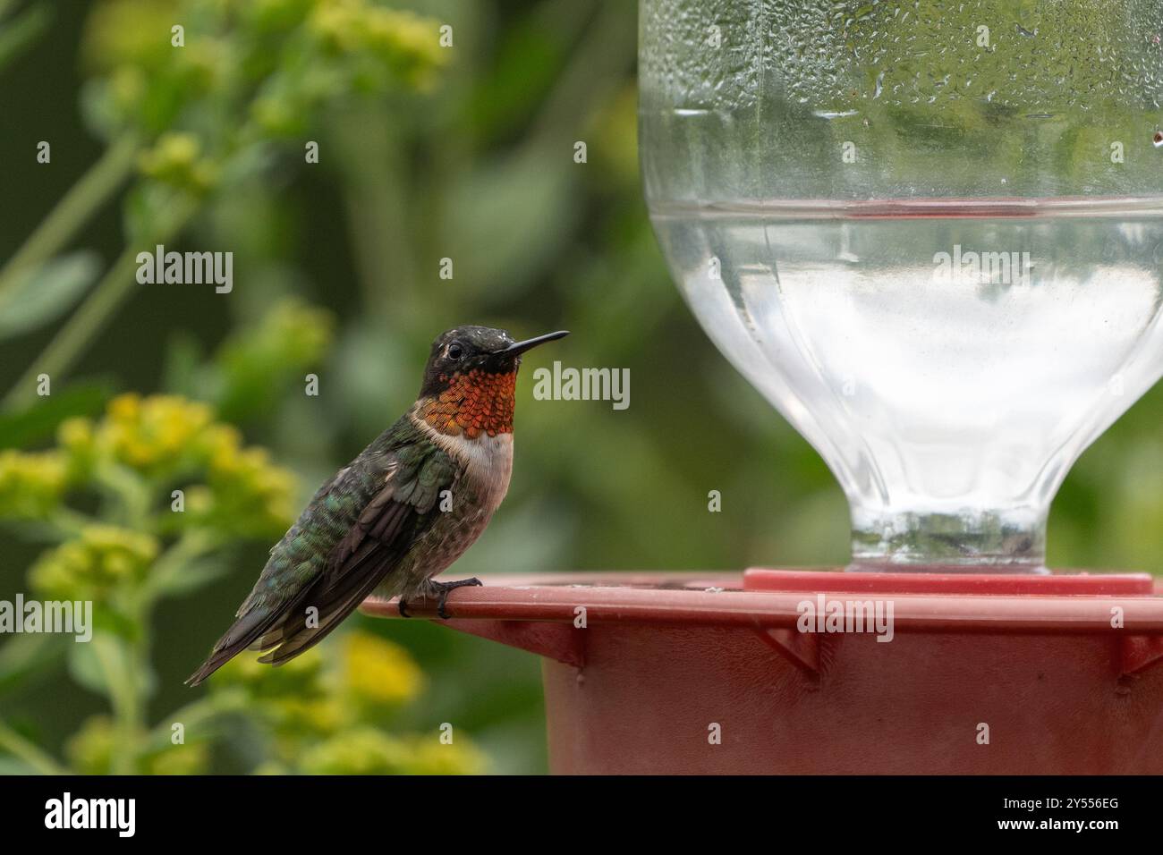 Primo piano di Hummingbird maschio dalla gola rubina arroccato sull'alimentatore con la canna d'oro sullo sfondo. Foto Stock