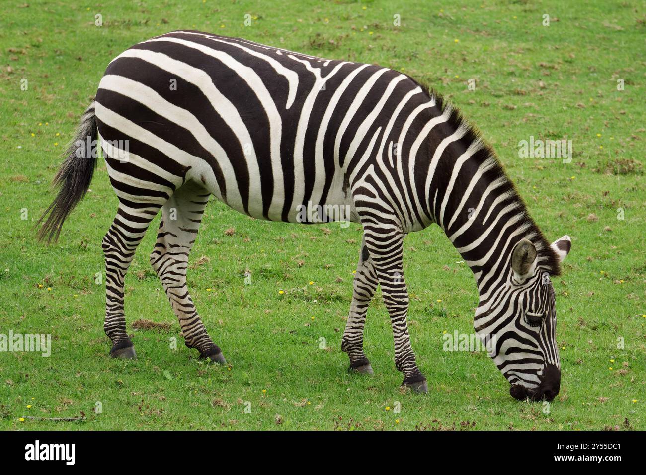 Plains Zebra si nutre di erba Foto Stock