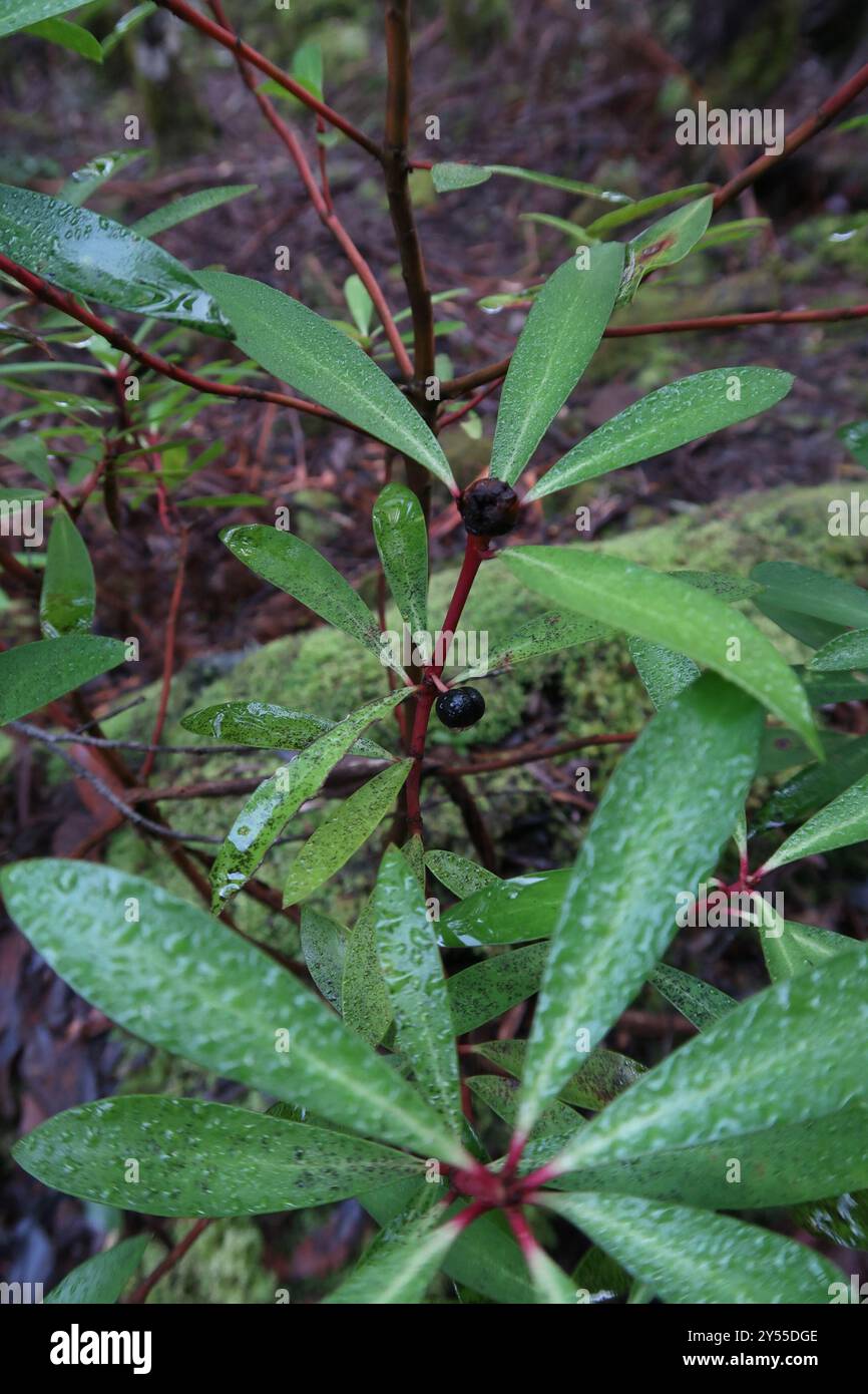 Peperoncino di montagna (Tasmannia lanceolata) Plantae Foto Stock