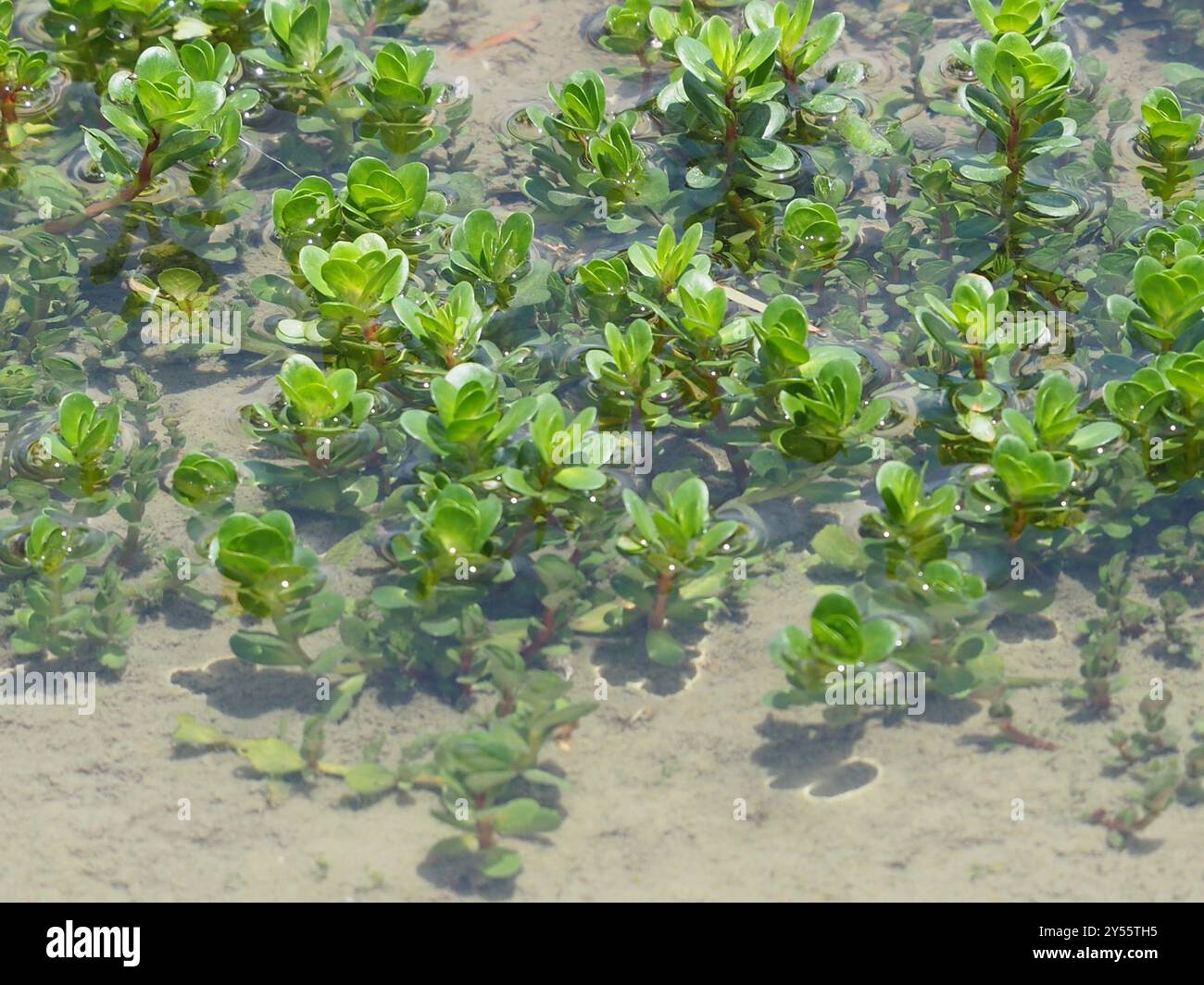 Tazza da denti a foglia rotonda (Rotala rotundifolia) Plantae Foto Stock