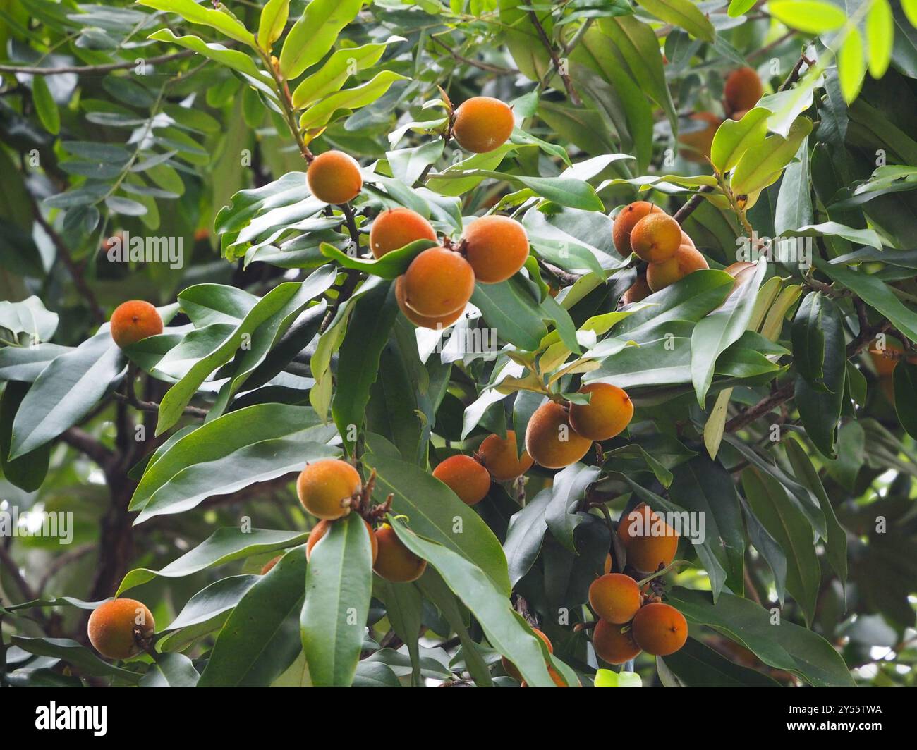Burro di frutta (Diospyros blancoi) Plantae Foto Stock