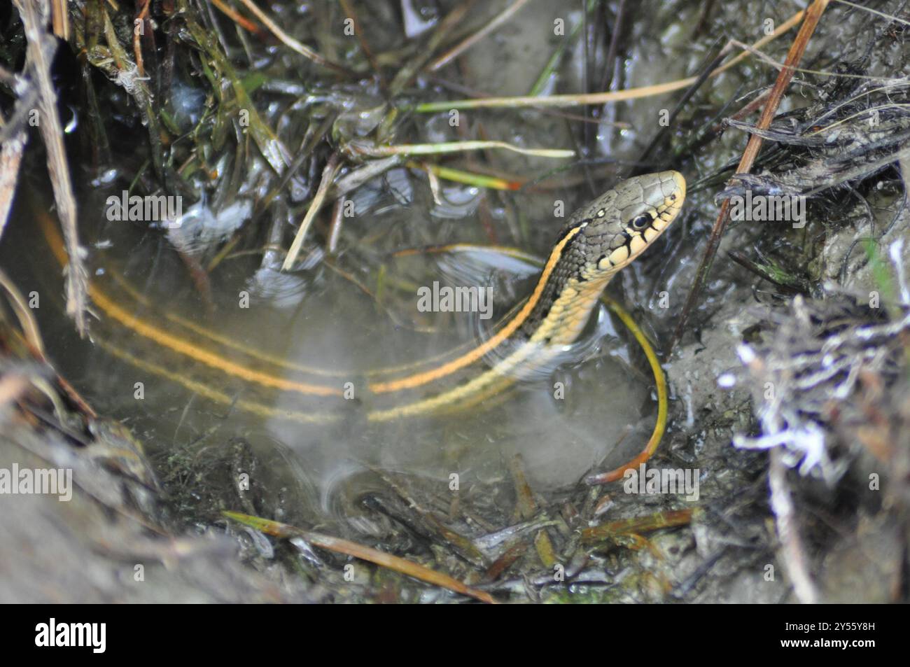 Plains Garter Snake (Thamnophis radix) Reptilia Foto Stock